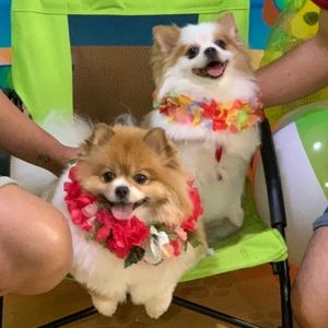 Meet your Posher, Christobal